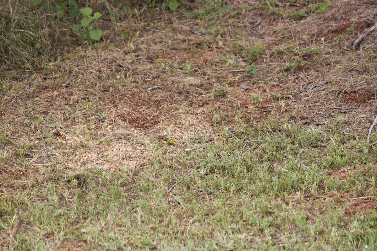 Yellow-fronted Canary - ML643886358
