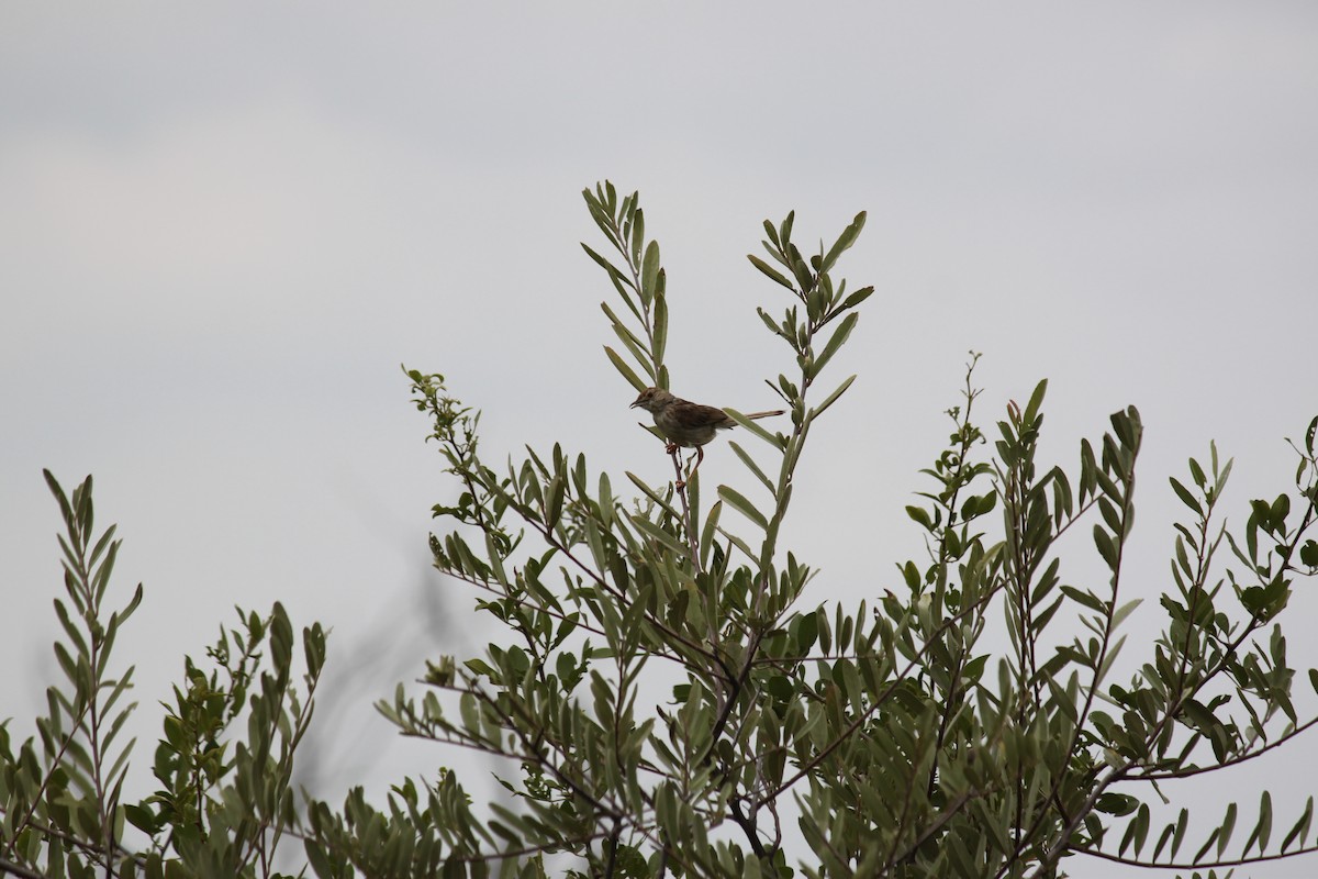 Rattling Cisticola - ML643886360