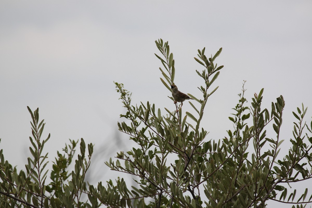 Rattling Cisticola - ML643886361