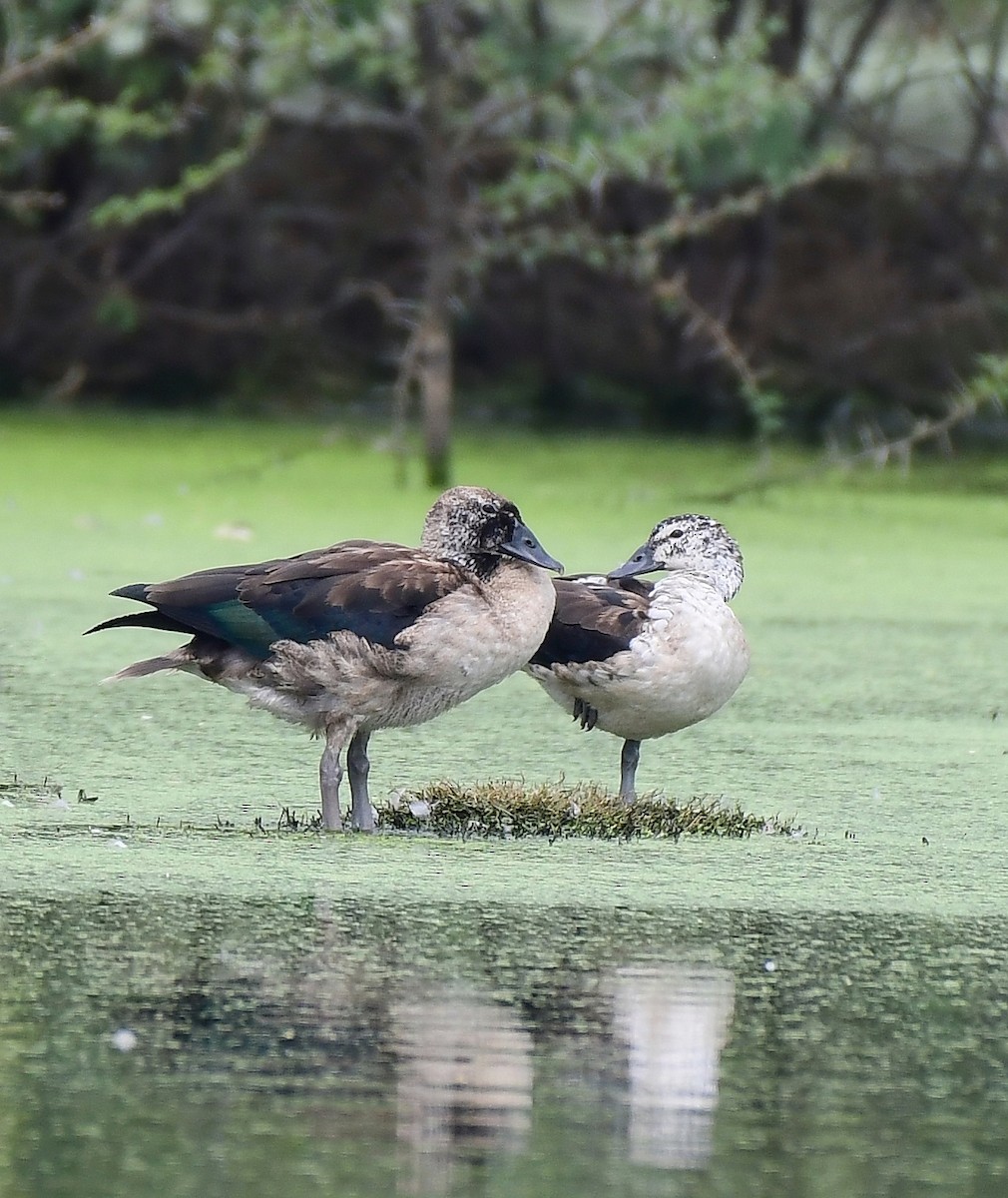 Knob-billed Duck - ML643886362