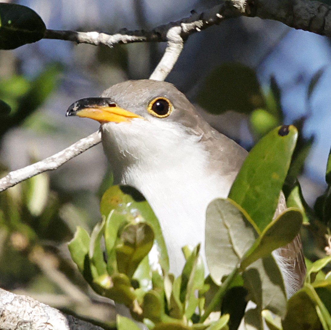 Yellow-billed Cuckoo - ML643886376