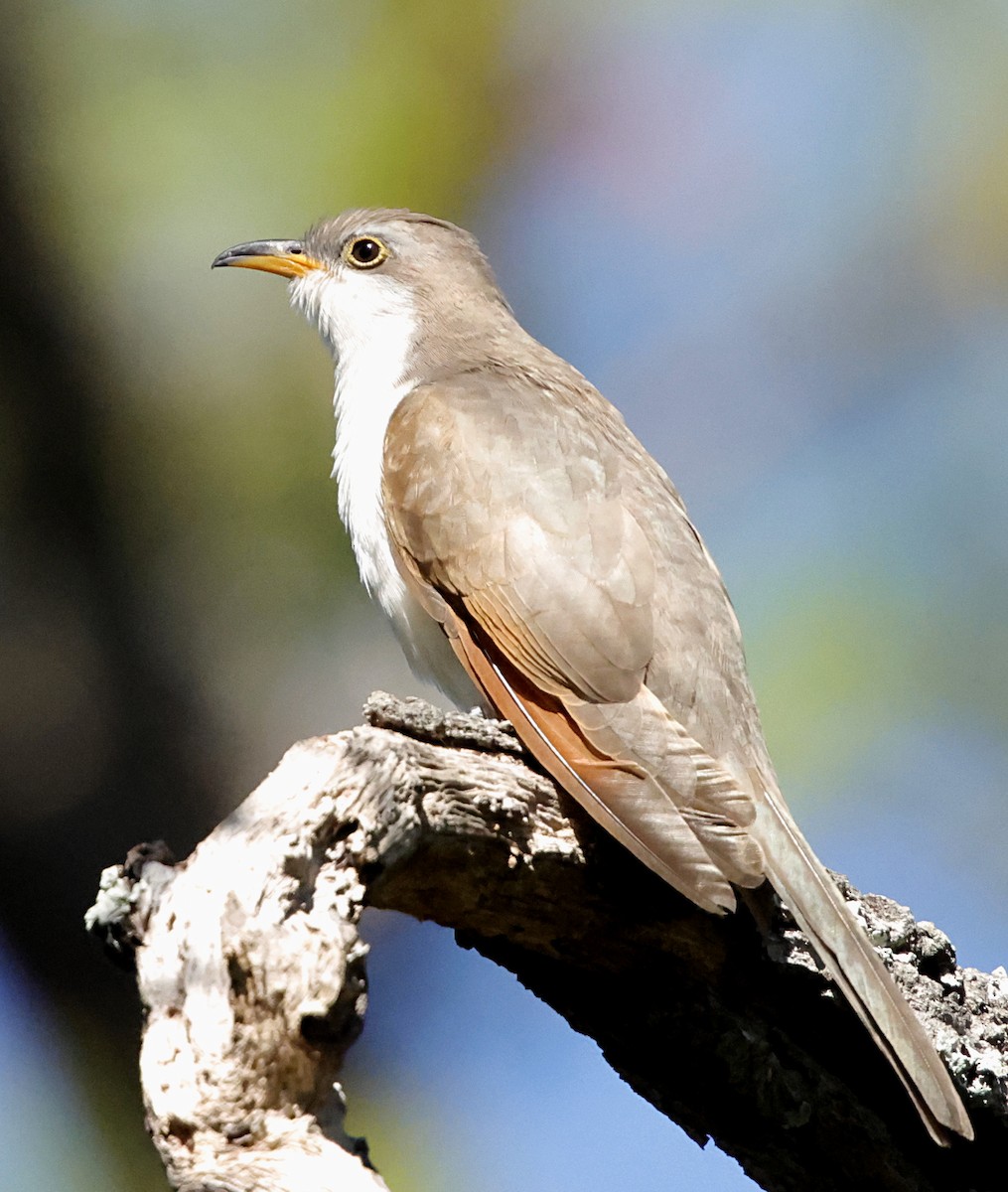Yellow-billed Cuckoo - ML643886377
