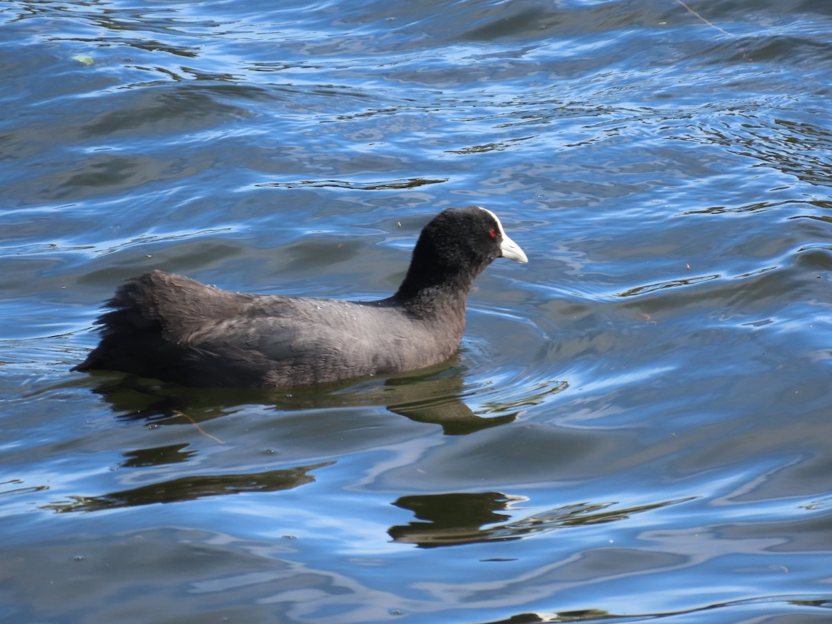 Eurasian Coot - ML643886380