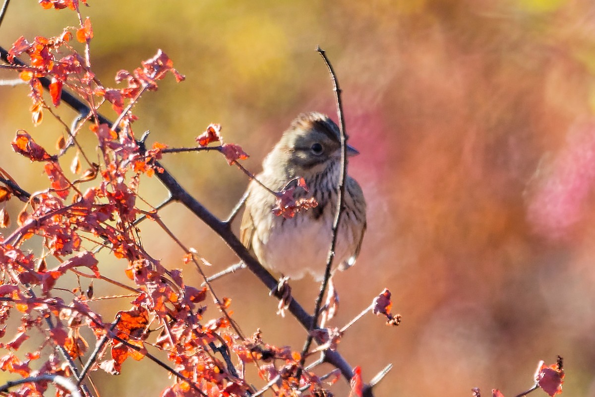 Lincoln's Sparrow - ML643886382