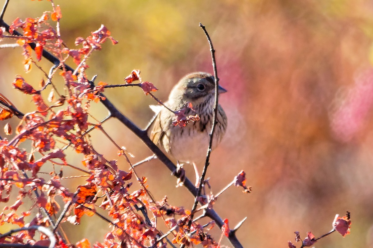 Lincoln's Sparrow - ML643886383