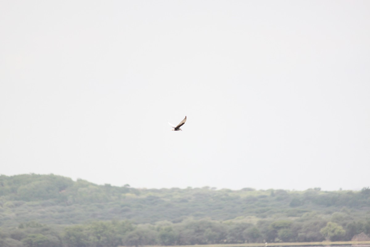 White-winged Tern - ML643886388