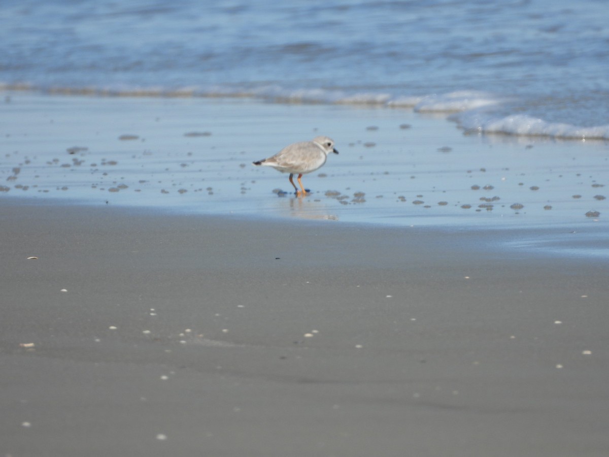 Piping Plover - ML643886393