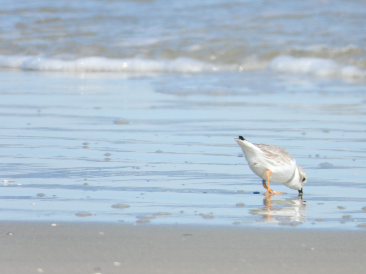 Piping Plover - ML643886394