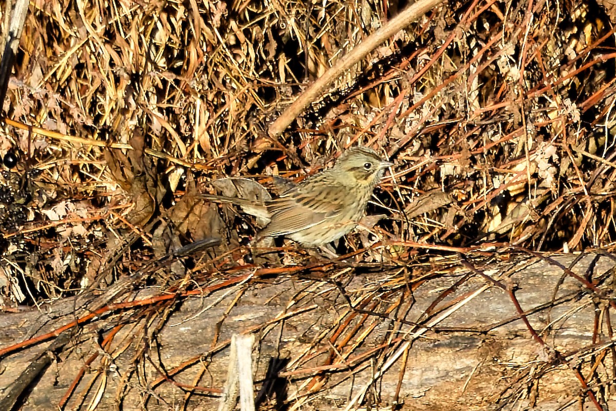Lincoln's Sparrow - ML643886395