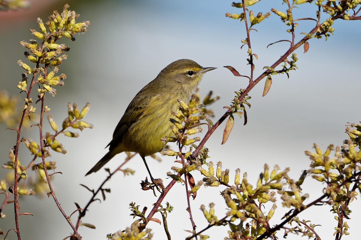 Palm Warbler - ML643886487