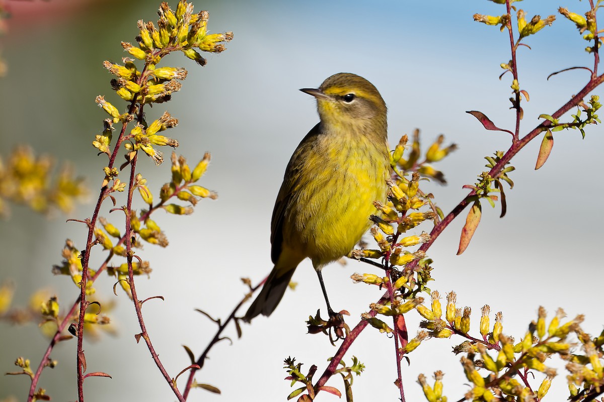 Palm Warbler - ML643886488