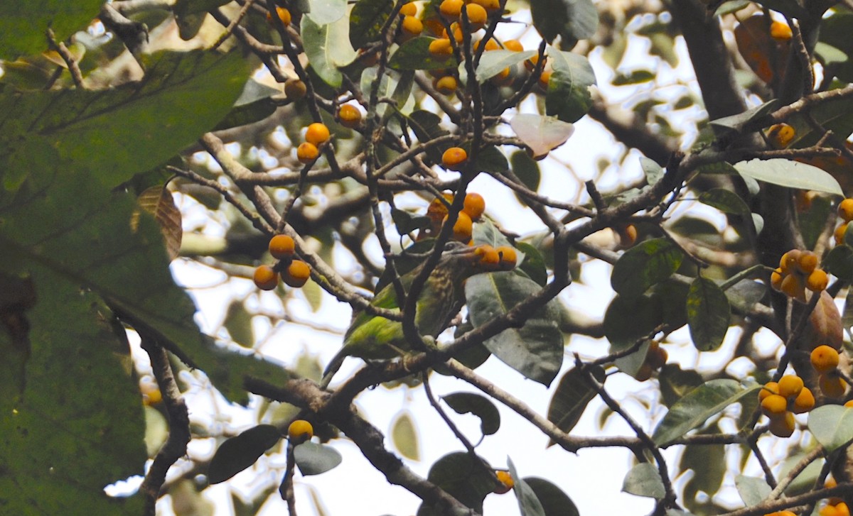 White-cheeked Barbet - ML643886514