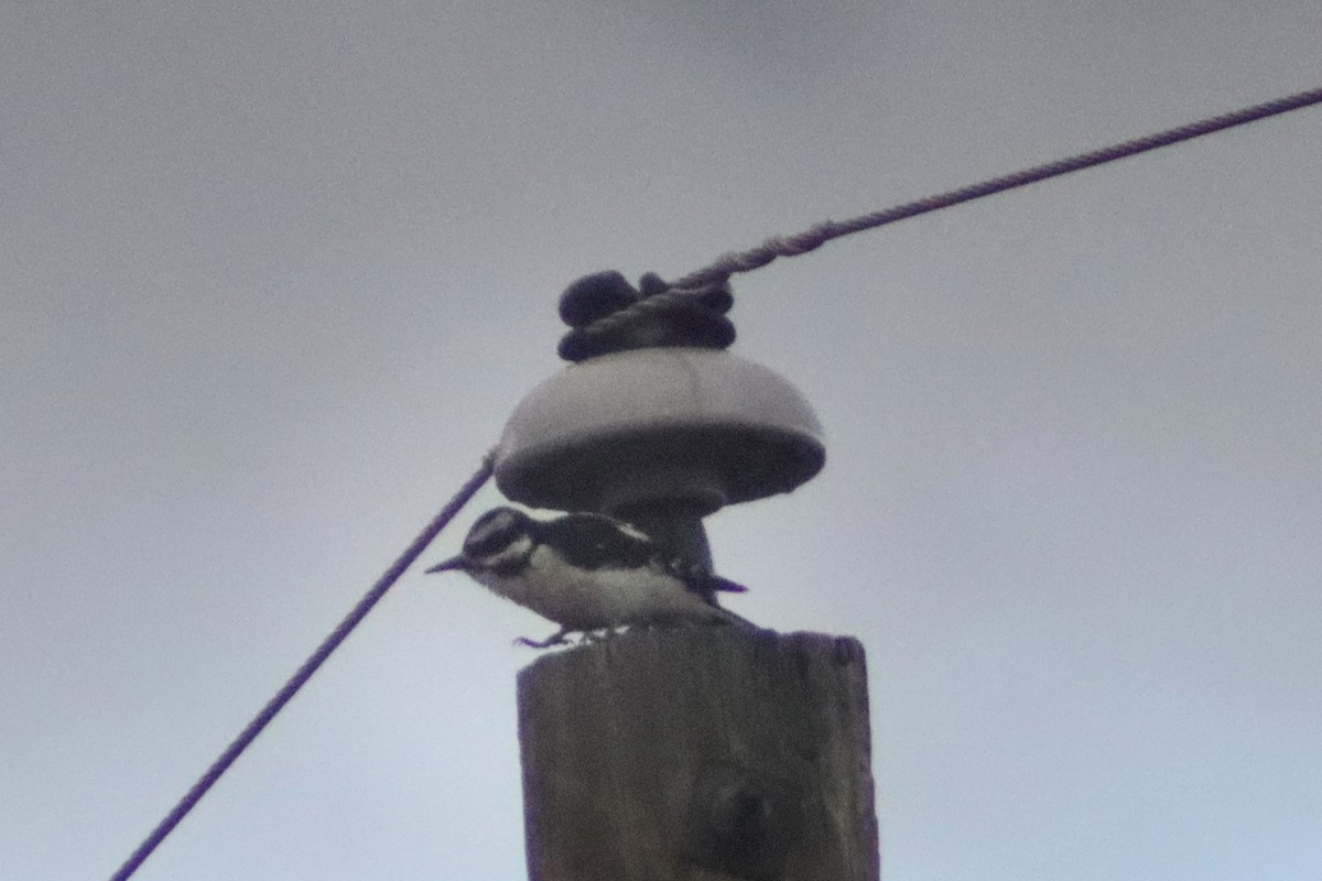 Hairy Woodpecker - ML643886525