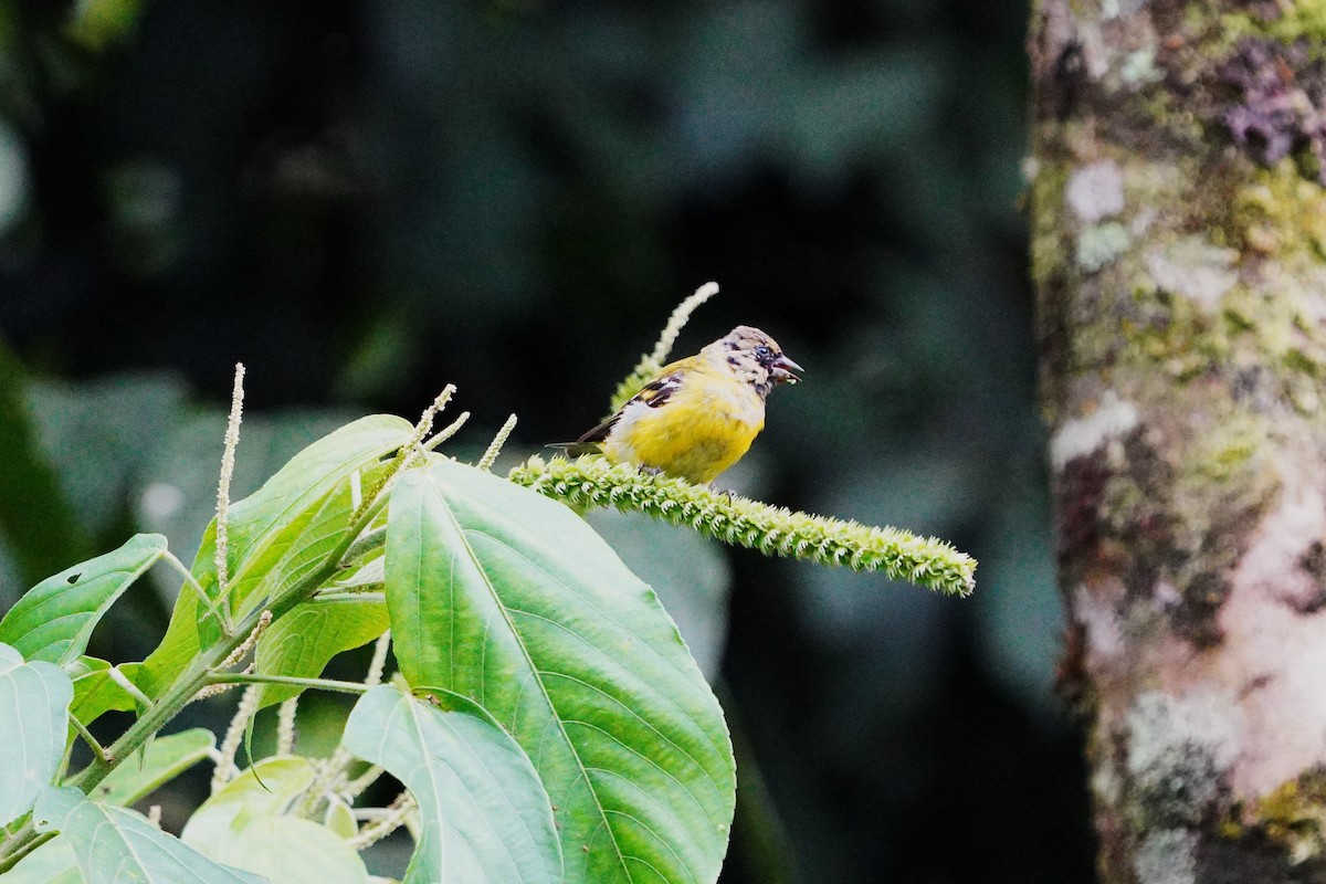 Hooded Siskin - ML643886529