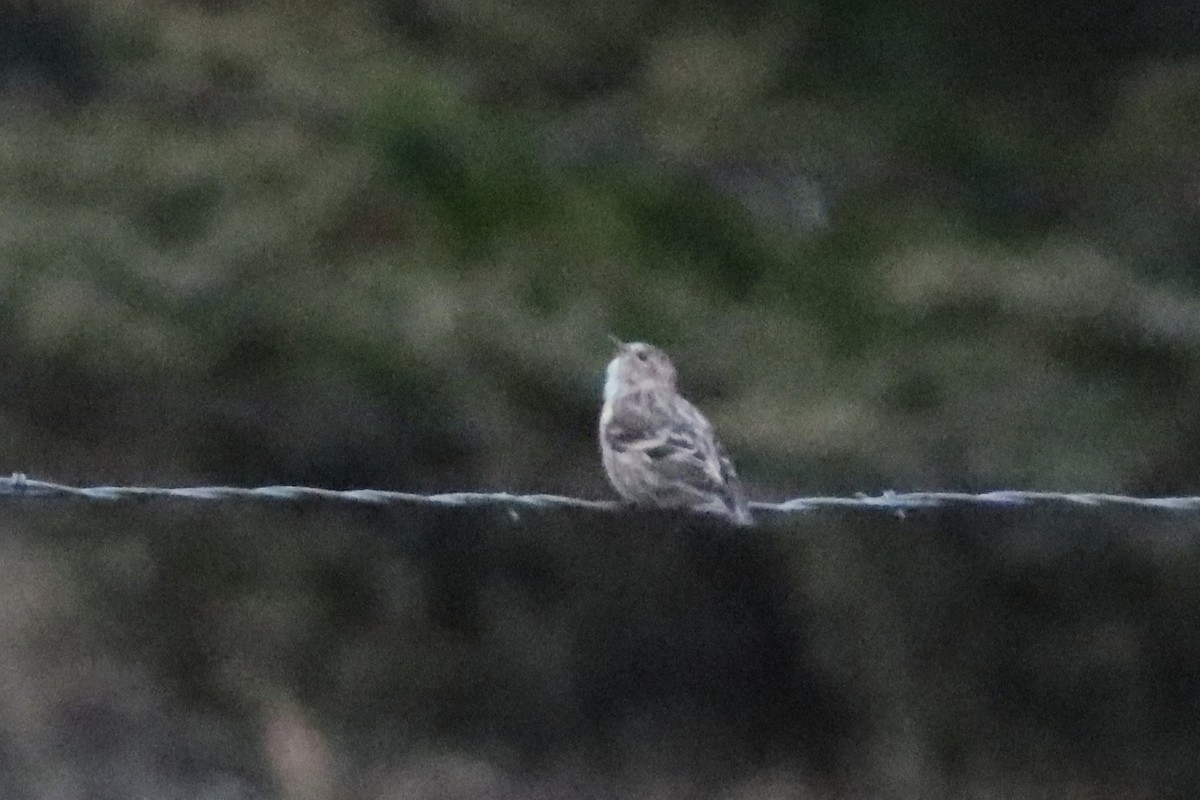 Pine Siskin - ML643886537