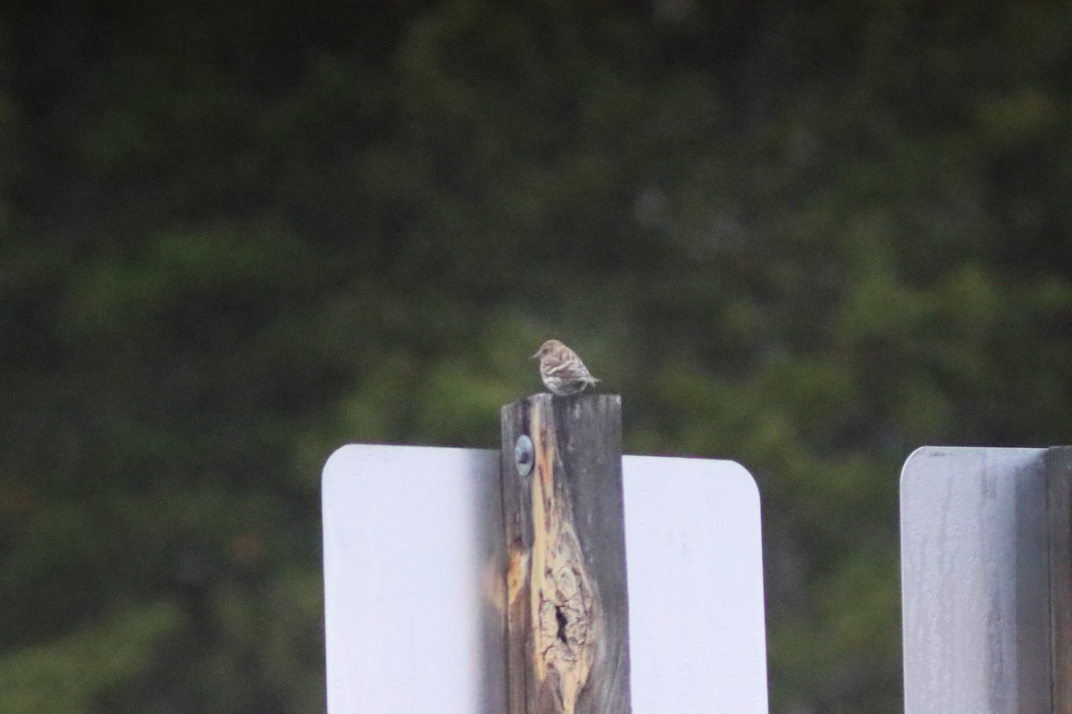 Pine Siskin - ML643886538