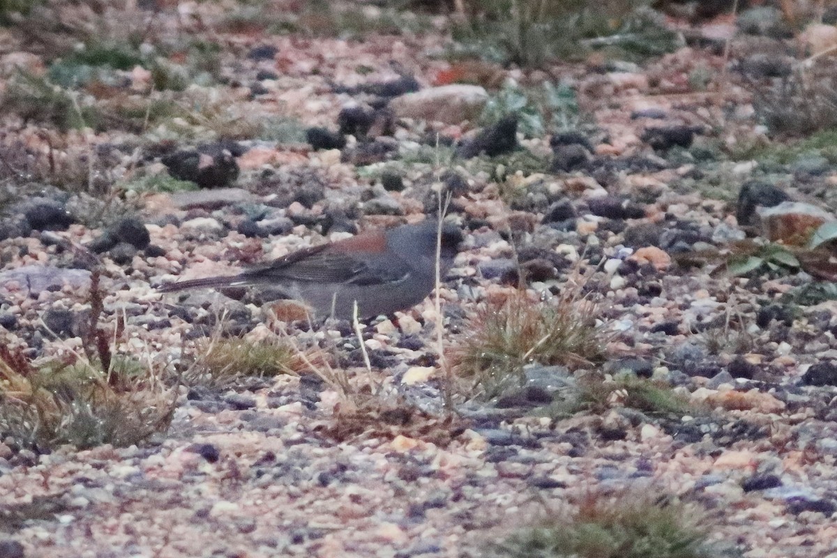 Dark-eyed Junco - ML643886547