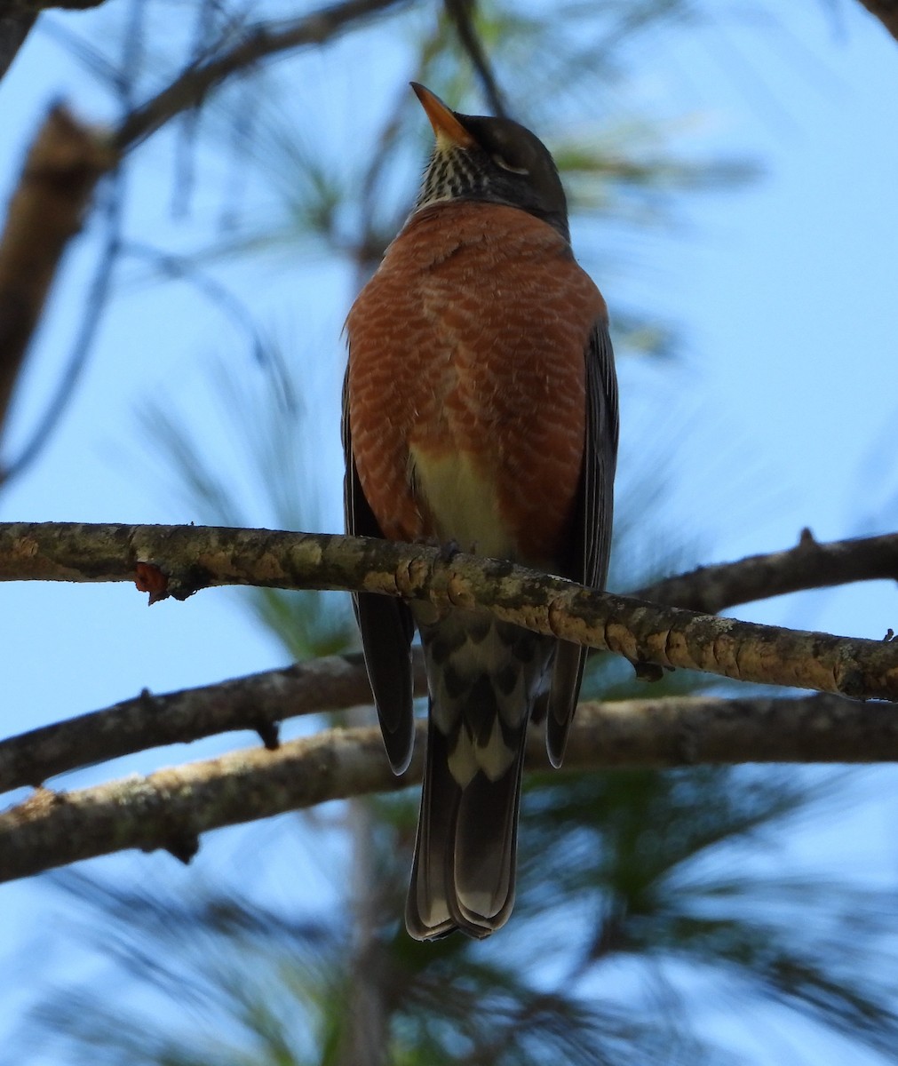 コマツグミ - ML643886552