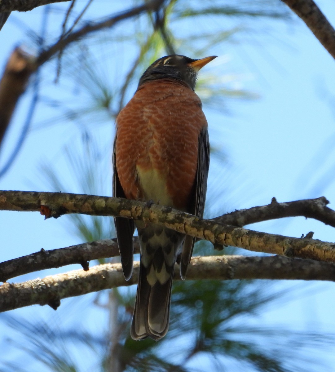 コマツグミ - ML643886554