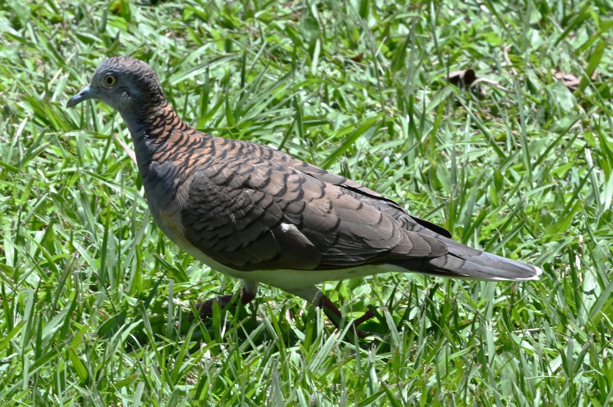 Bar-shouldered Dove - ML643886557