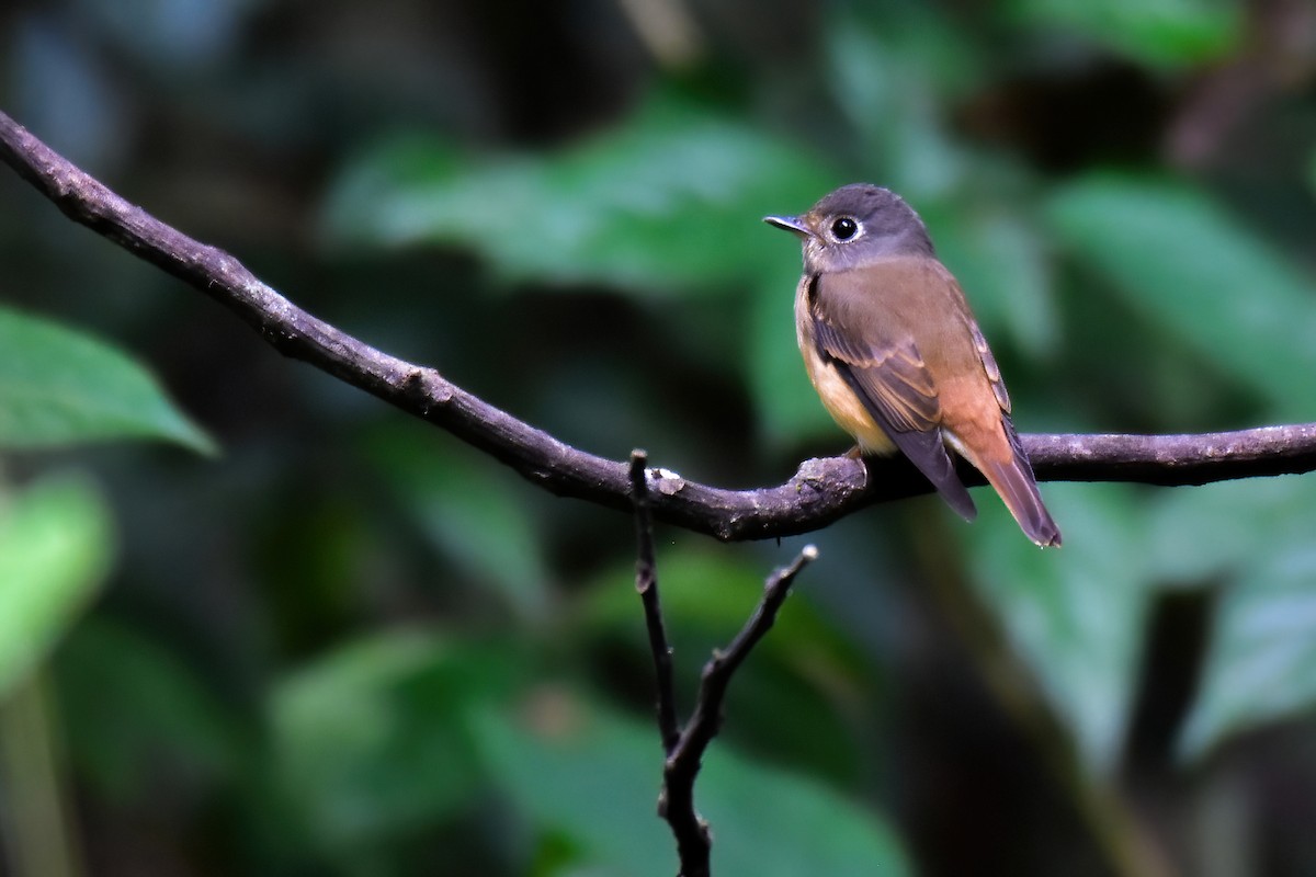 Ferruginous Flycatcher - ML643886561