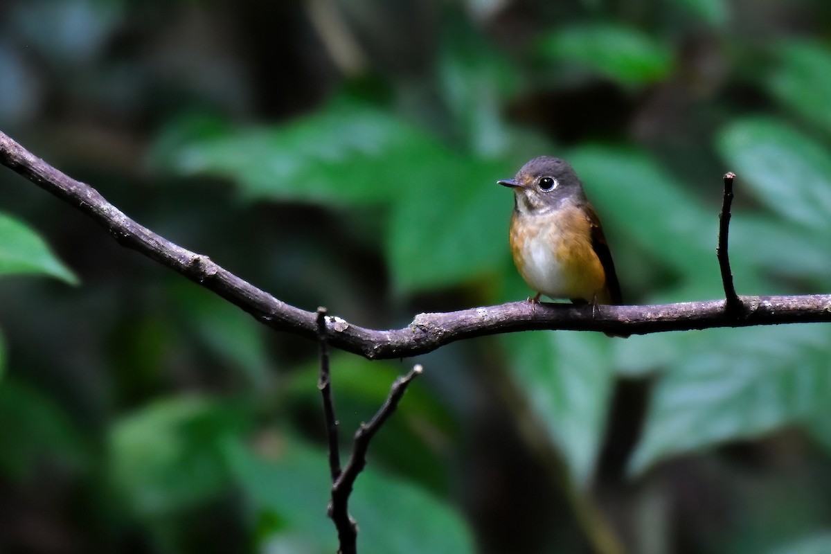 Ferruginous Flycatcher - ML643886563