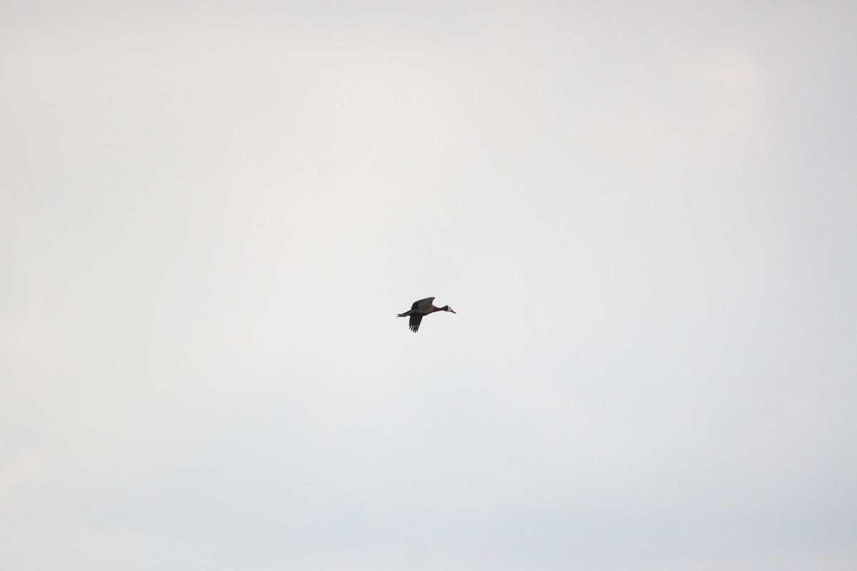 White-faced Whistling-Duck - ML643886567