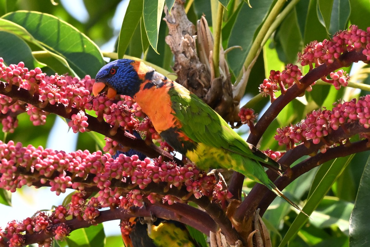Red-collared Lorikeet - ML643886581