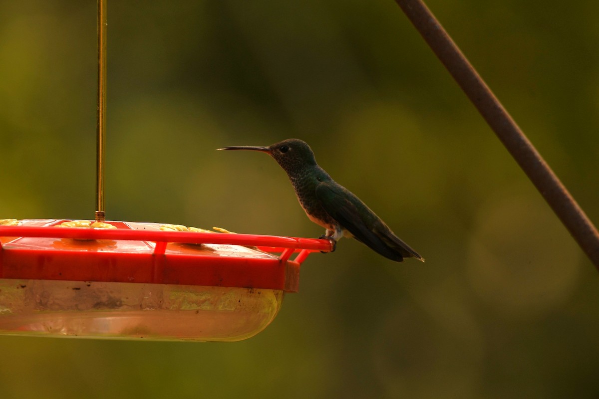 Glittering-throated Emerald - ML643886583