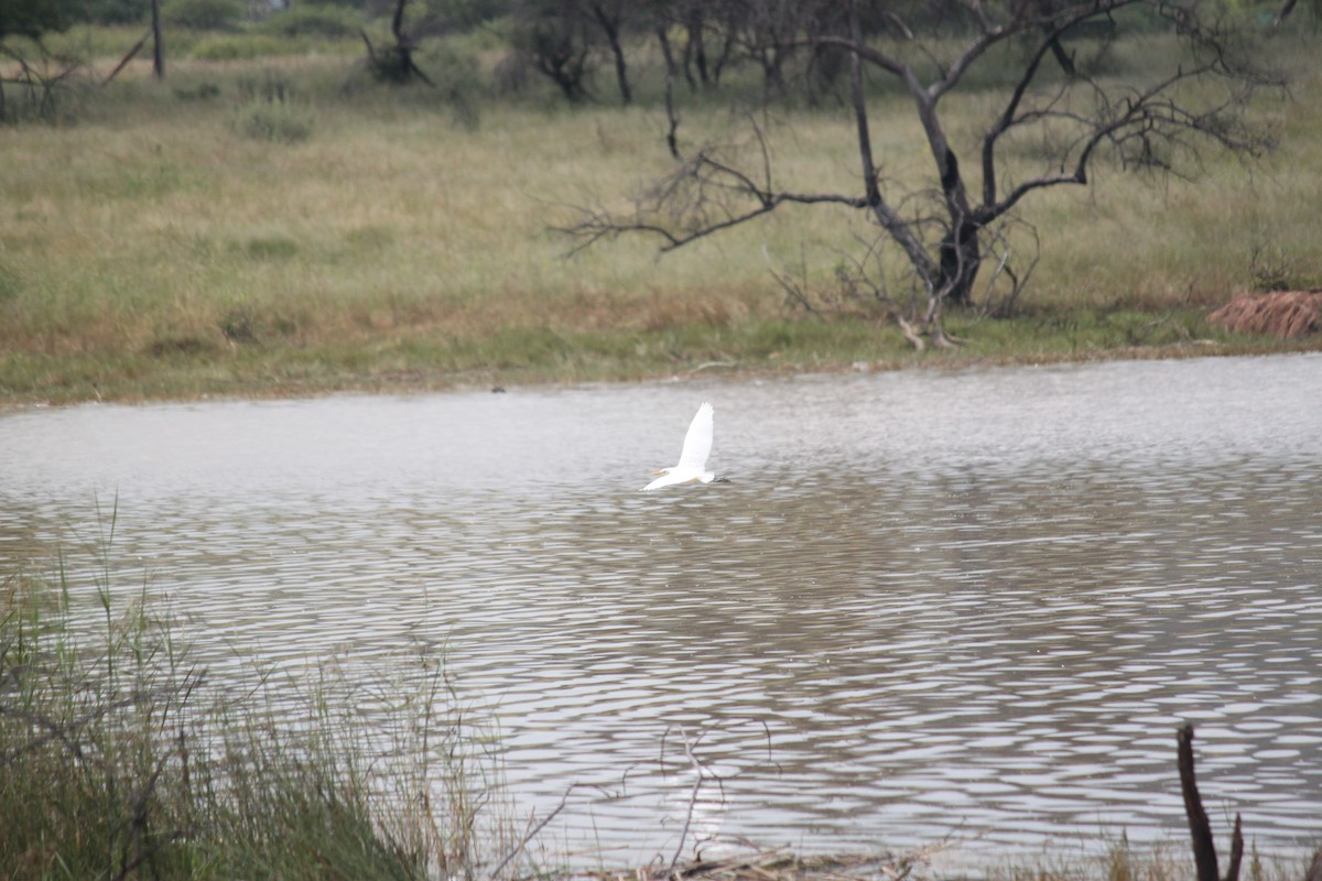 Western Cattle-Egret - ML643886585