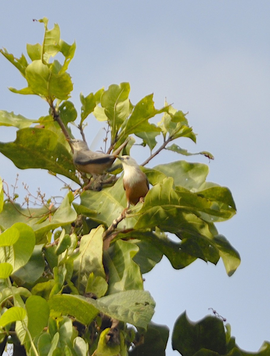 Malabar Starling - ML643886586