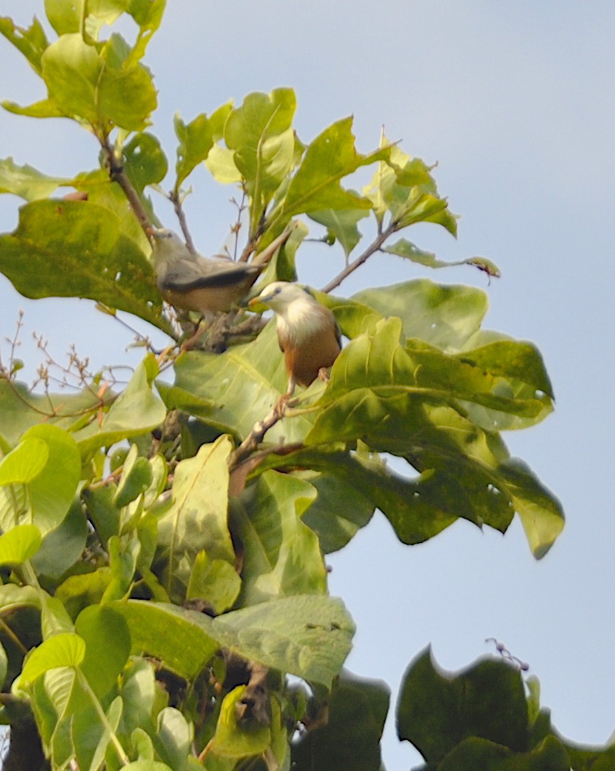 Malabar Starling - ML643886587