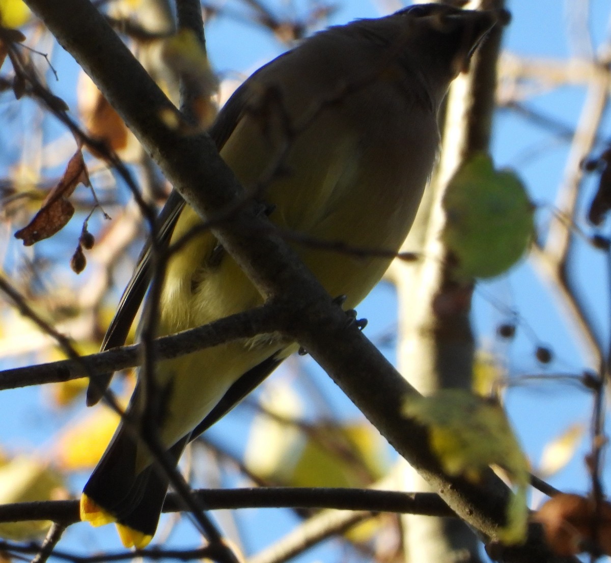 ヒメレンジャク - ML643886593