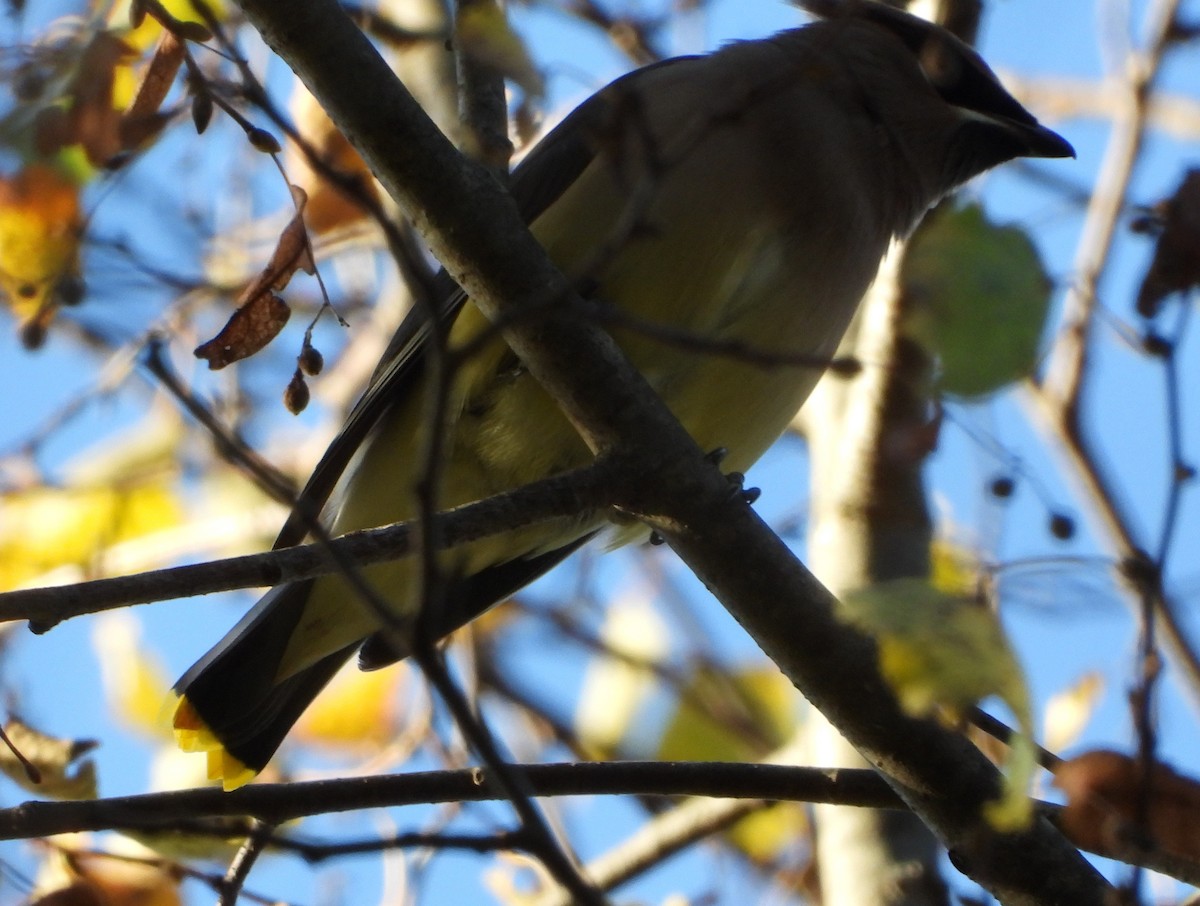 ヒメレンジャク - ML643886595