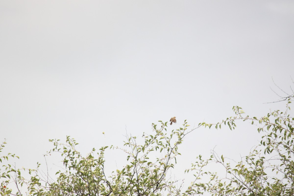 Rattling Cisticola - ML643886596