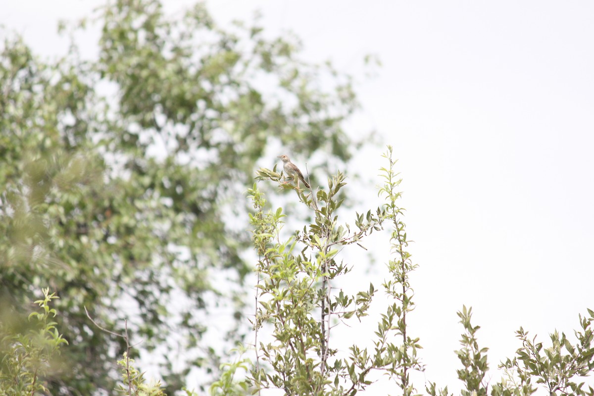 Rattling Cisticola - ML643886597
