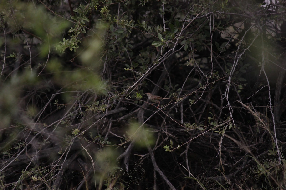 Rattling Cisticola - ML643886598