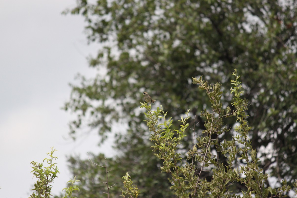Rattling Cisticola - ML643886599