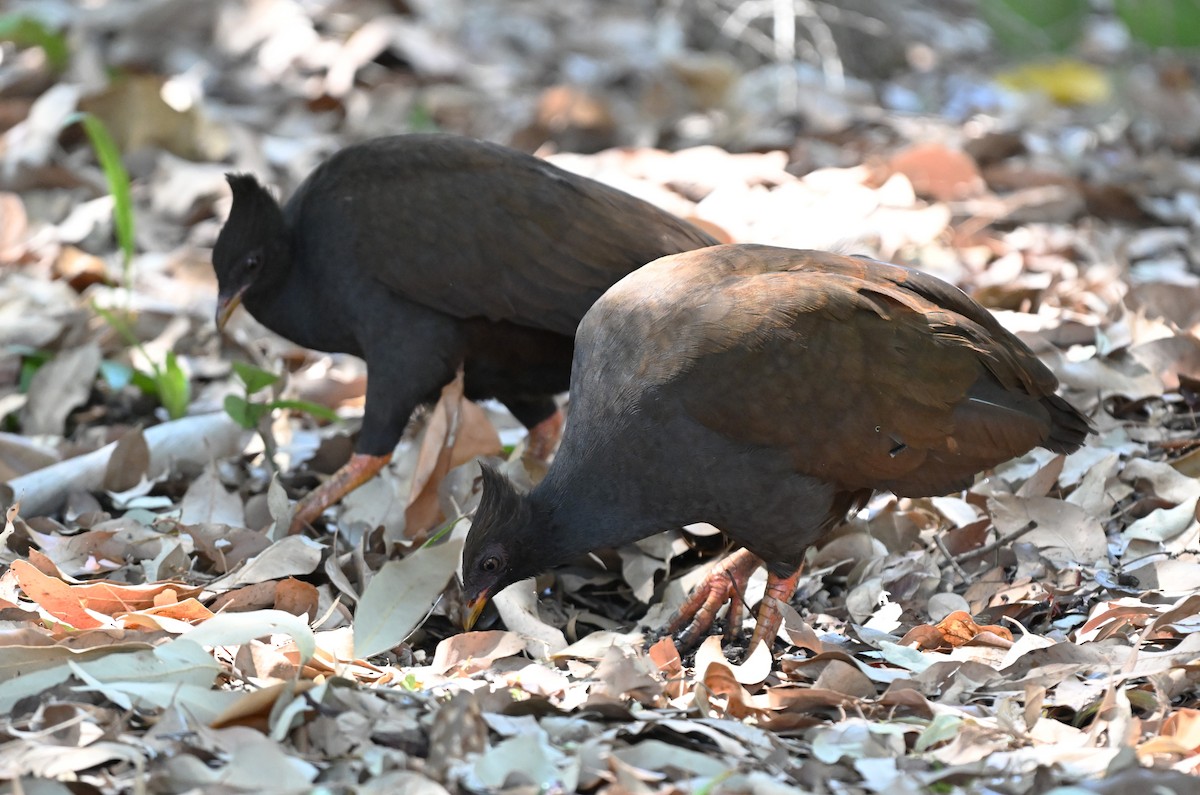 Orange-footed Megapode - ML643886602
