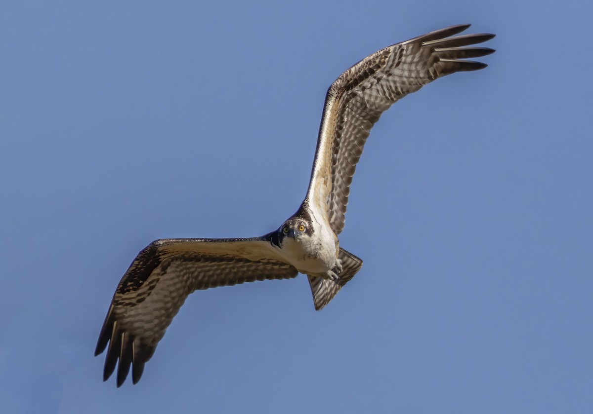 Falco pescatore - ML643886620