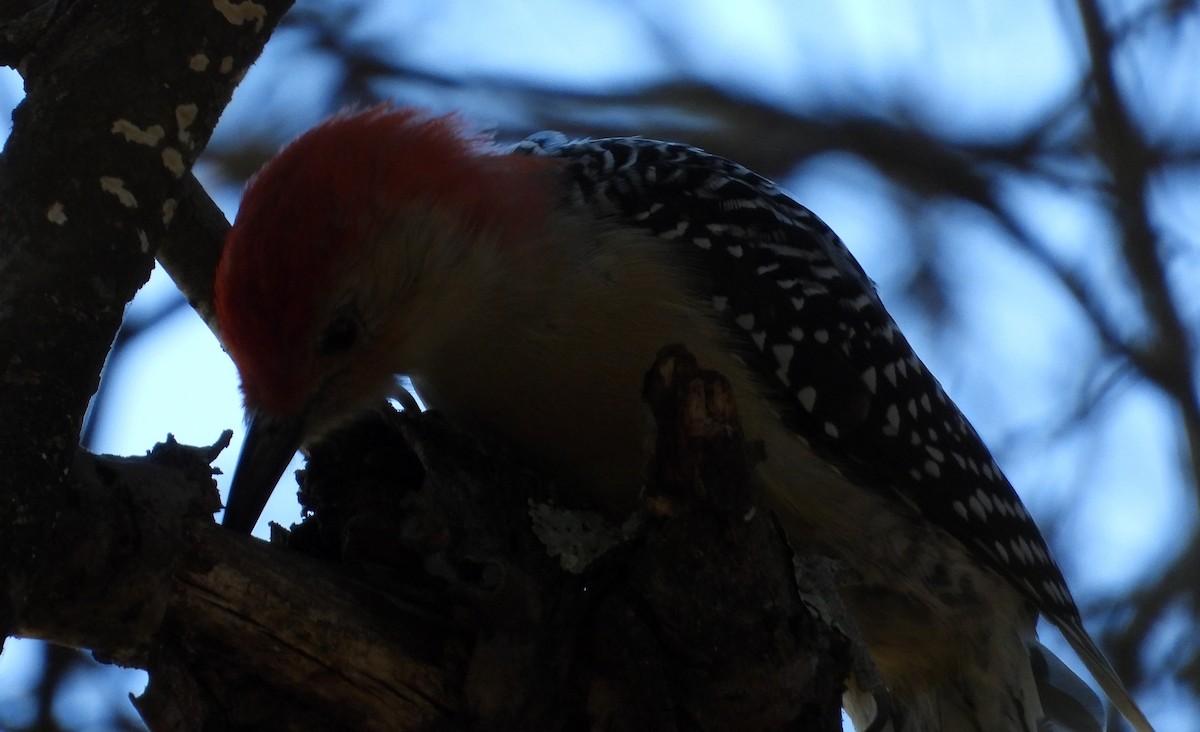 シマセゲラ - ML643886624