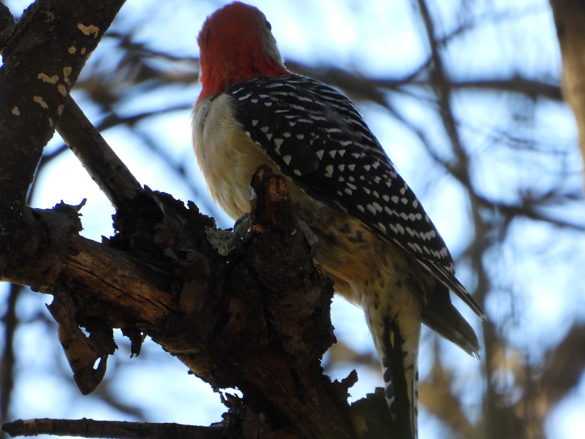 シマセゲラ - ML643886625