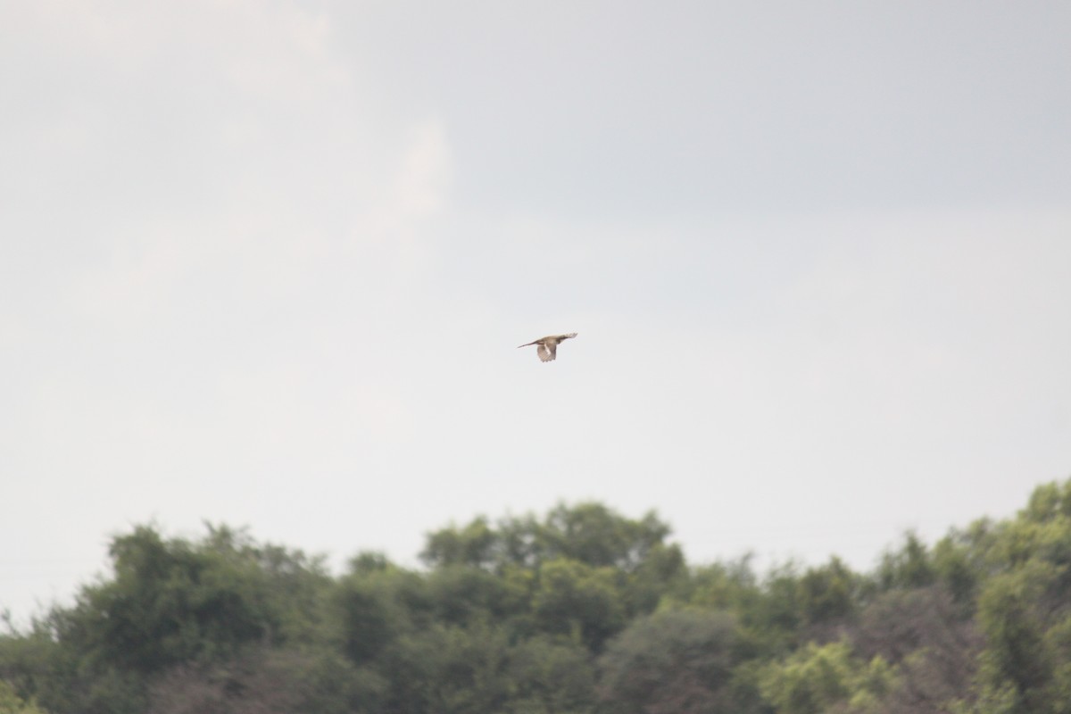 Cape Wagtail - ML643886633