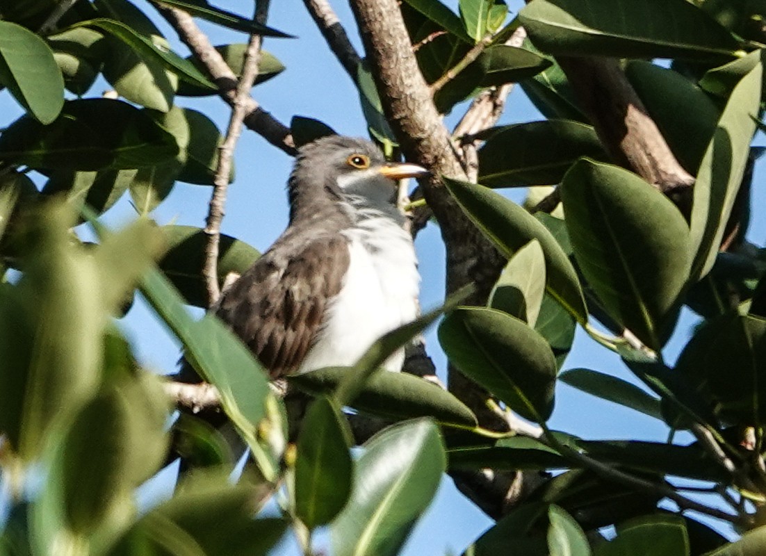 Yellow-billed Cuckoo - ML643886637