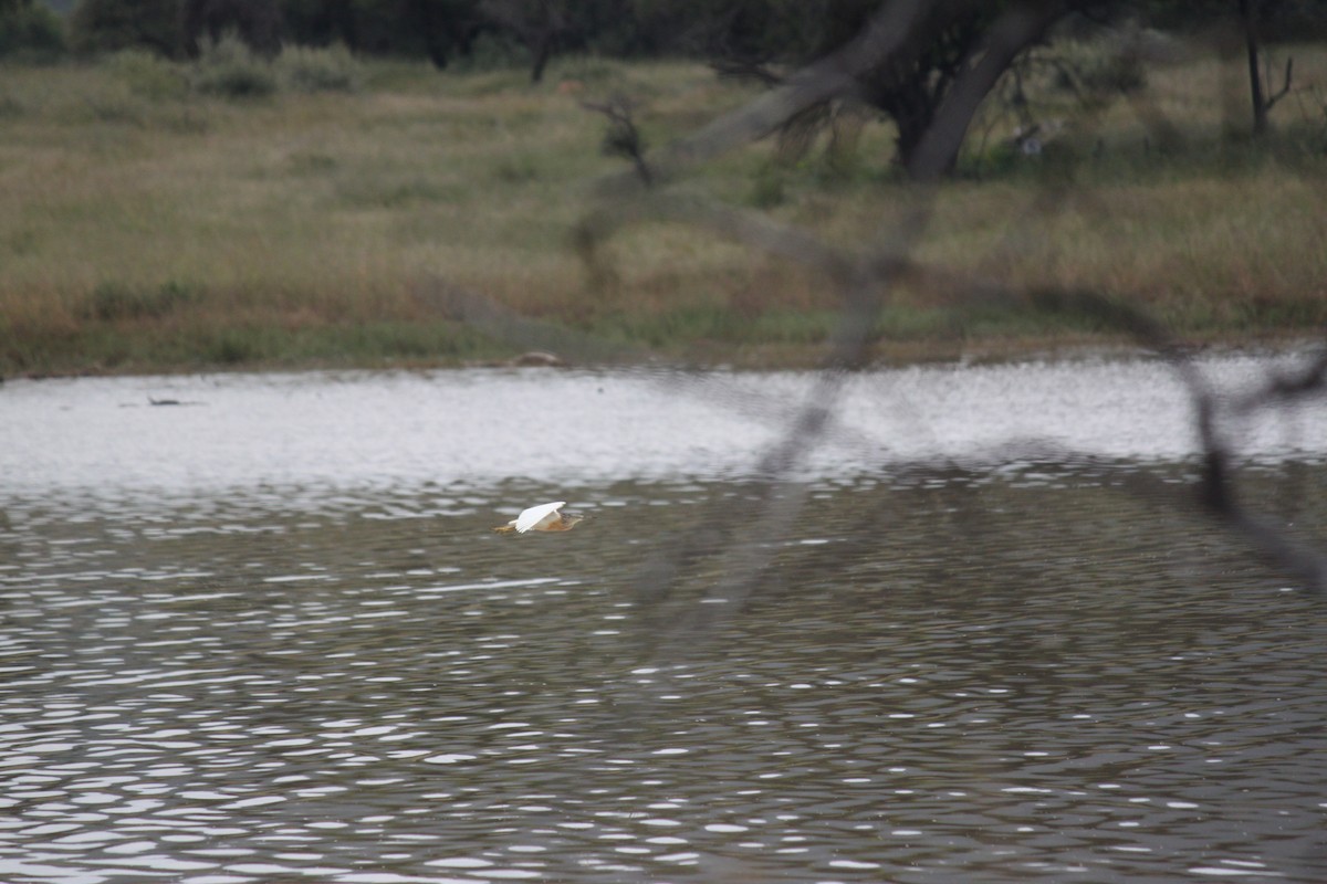 Squacco Heron - ML643886648