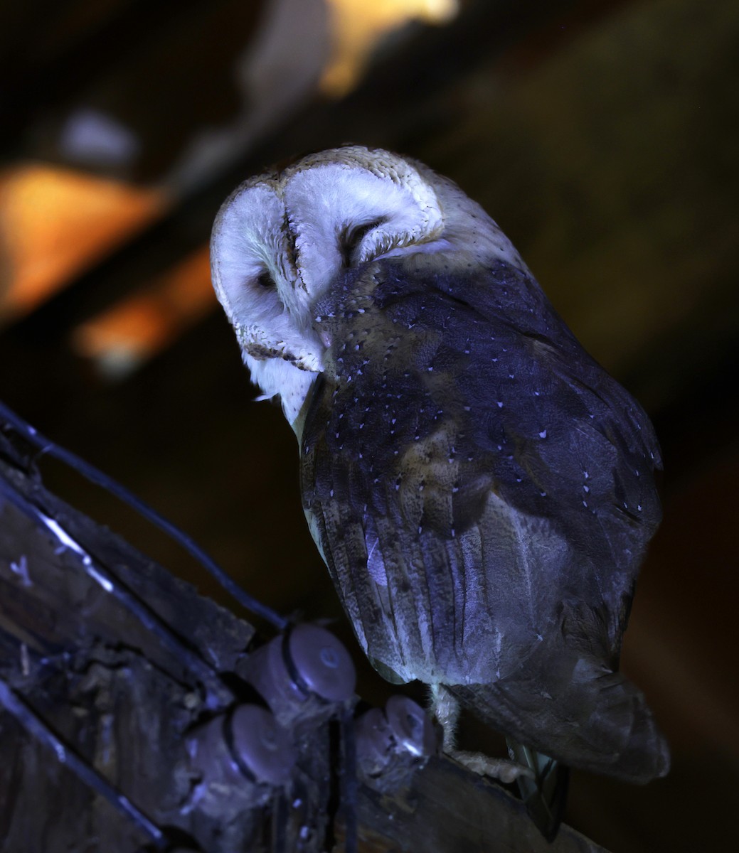 American Barn Owl - ML643886652