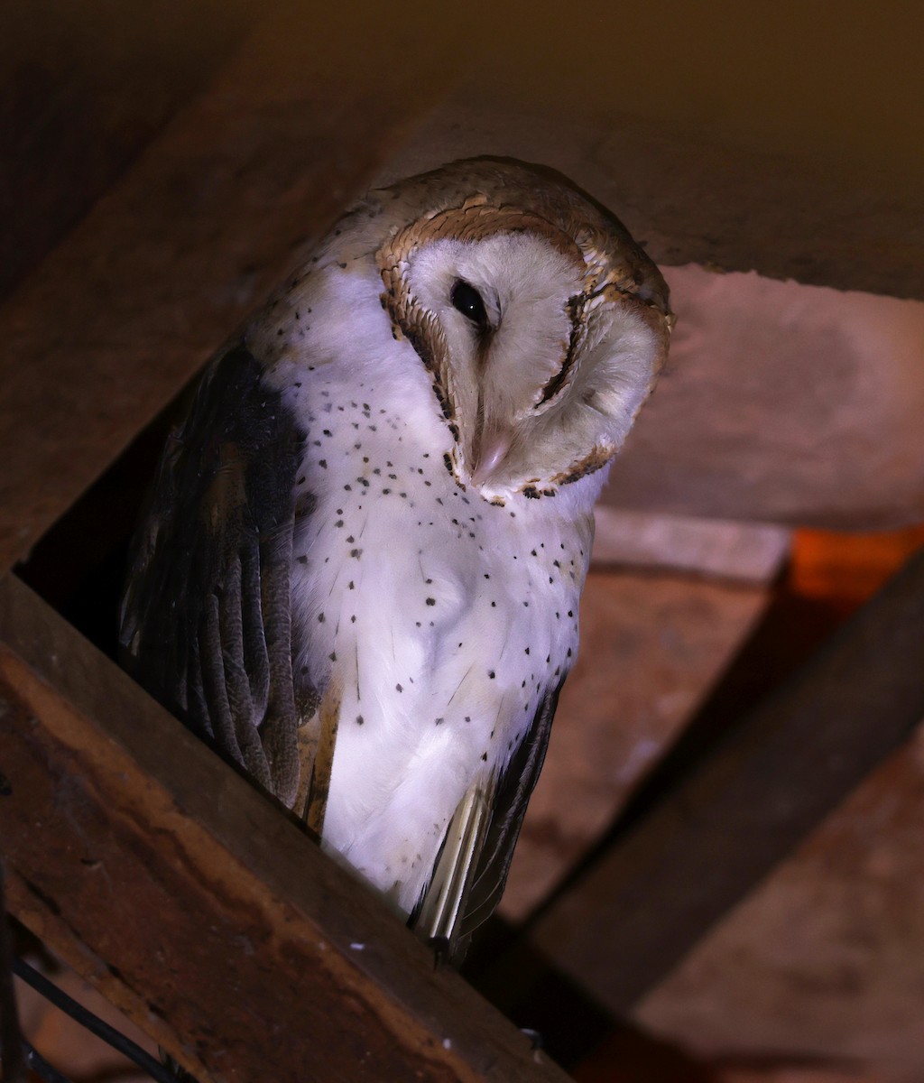 American Barn Owl - ML643886654