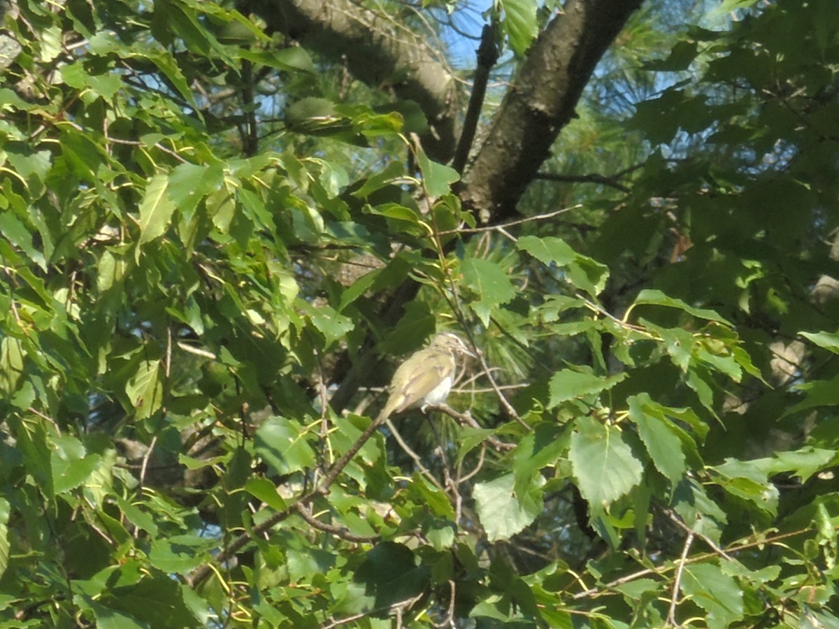 Kızıl Gözlü Vireo - ML643886659