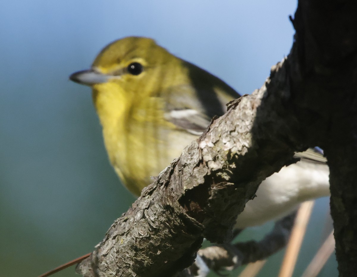 Yellow-throated Vireo - ML643886681