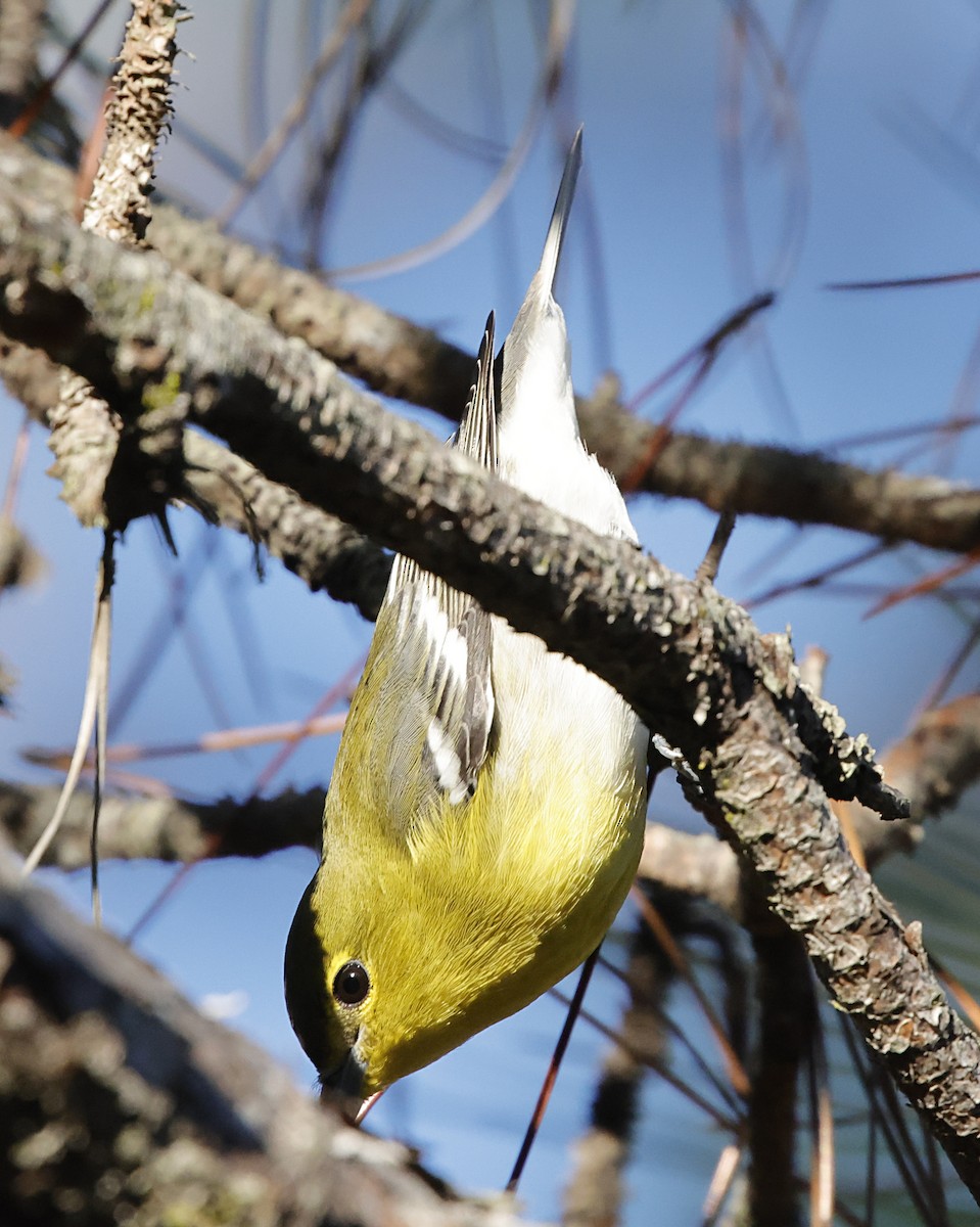 Yellow-throated Vireo - ML643886682